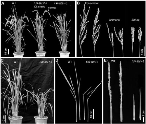 Application of gene ESP for regulating and controlling development of rice spikes