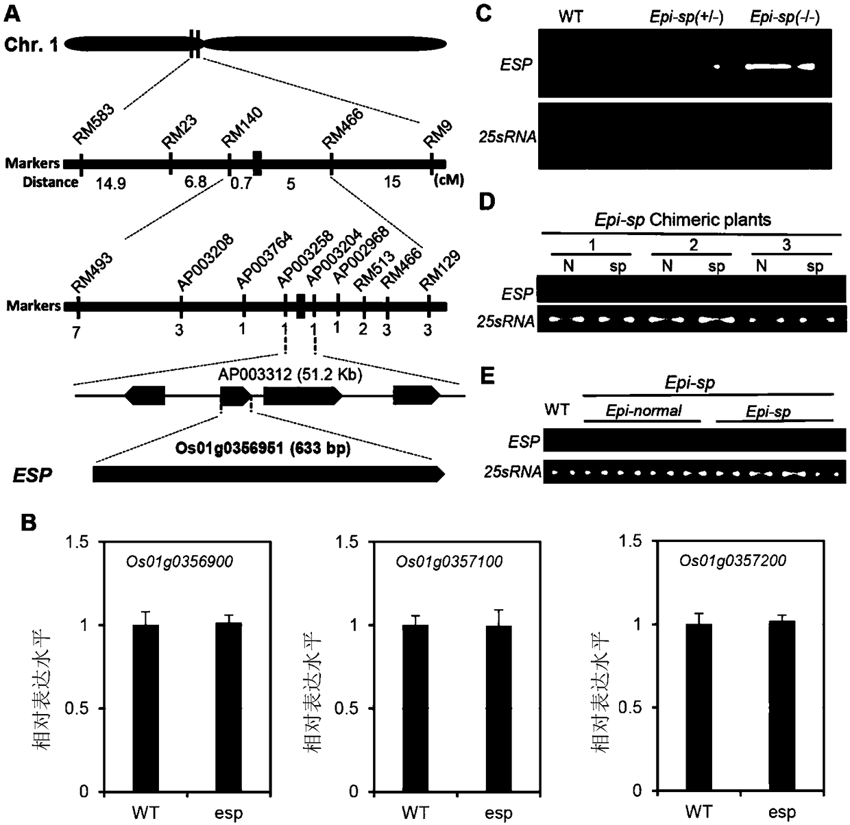 Application of gene ESP for regulating and controlling development of rice spikes