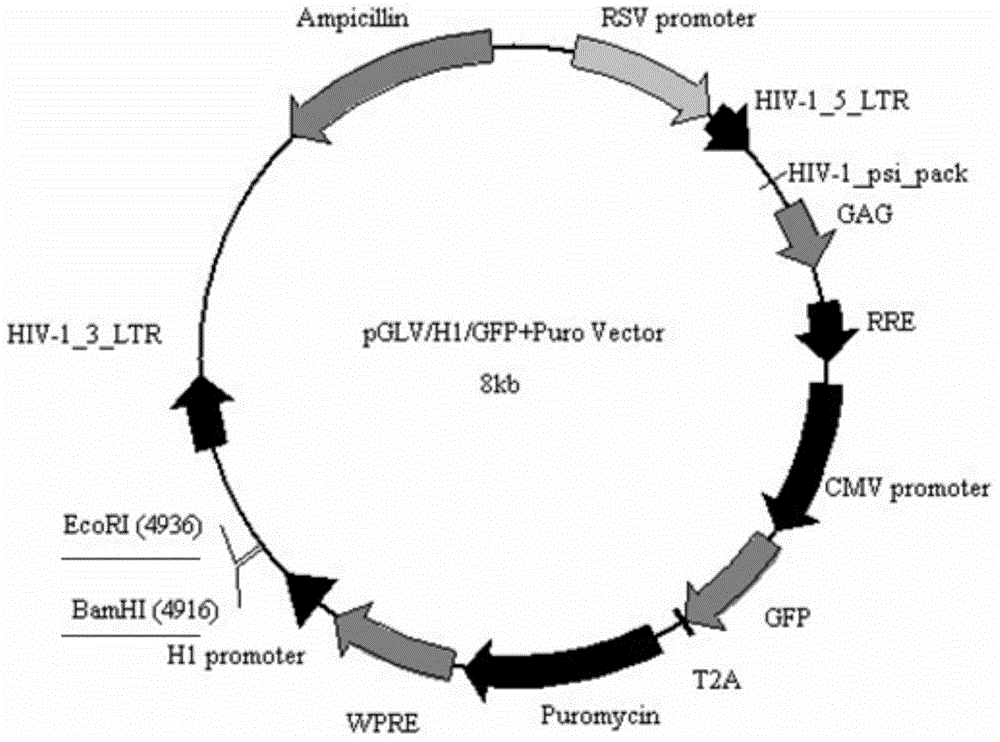 Application of human miR-26b in preparation of drugs for inhibiting fat cell proliferation