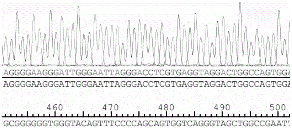 Application of human miR-26b in preparation of drugs for inhibiting fat cell proliferation