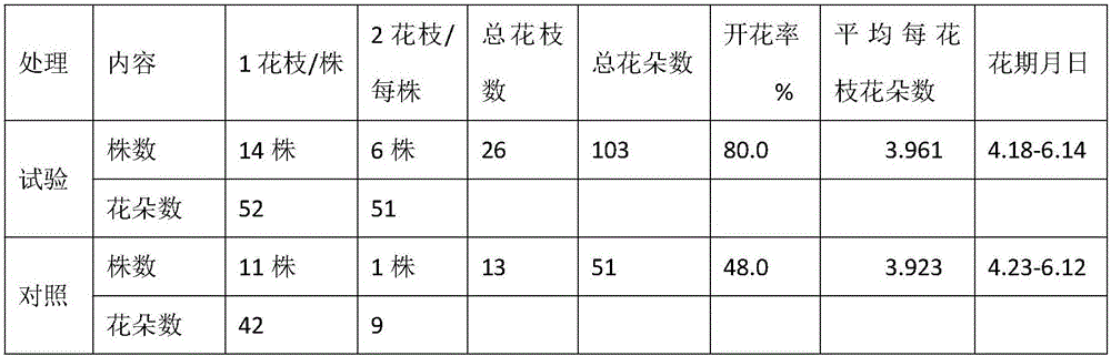 Small and medium-sized cattleya hybrida cultivation method and application