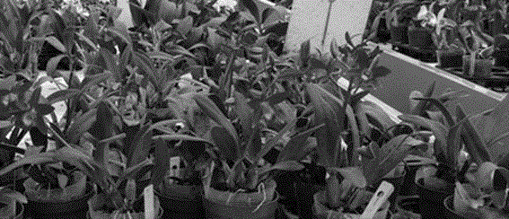 Small and medium-sized cattleya hybrida cultivation method and application