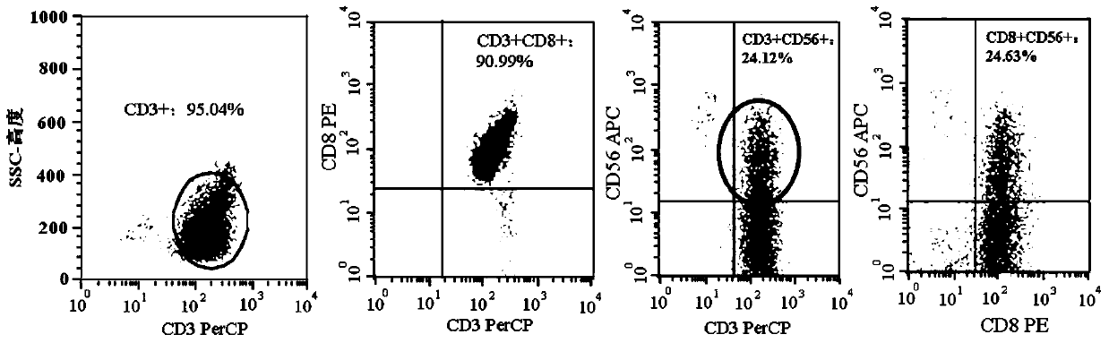 Application of carher1-nkt cells in the preparation of preparations for the treatment of advanced HER1-positive pancreatic cancer