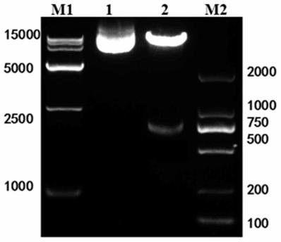 Application of carher1-nkt cells in the preparation of preparations for the treatment of advanced HER1-positive pancreatic cancer