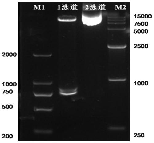 Application of carher1-nkt cells in the preparation of preparations for the treatment of advanced HER1-positive pancreatic cancer