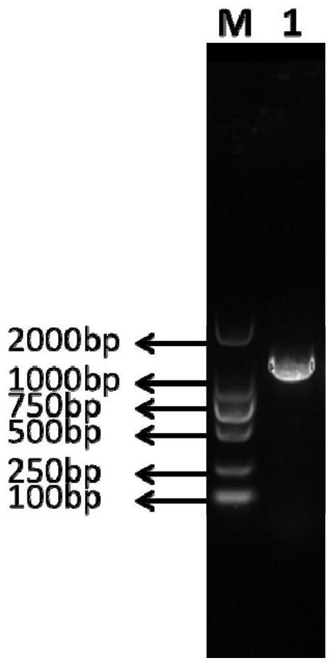 Mink activin b protein and its preparation and application