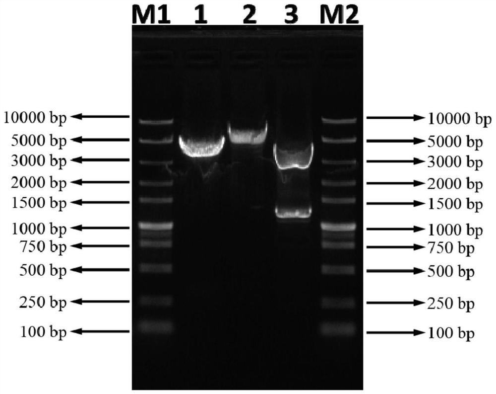 Mink activin b protein and its preparation and application