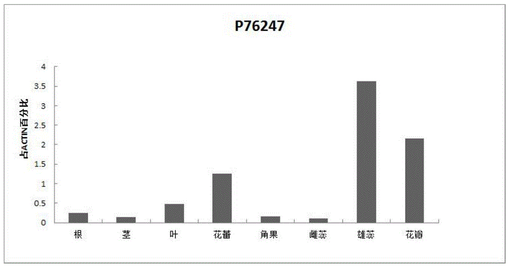 Brassica napus p76247 promoter and its preparation method and application