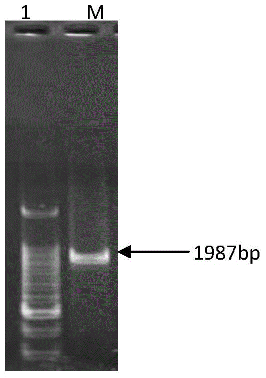 Brassica napus p76247 promoter and its preparation method and application