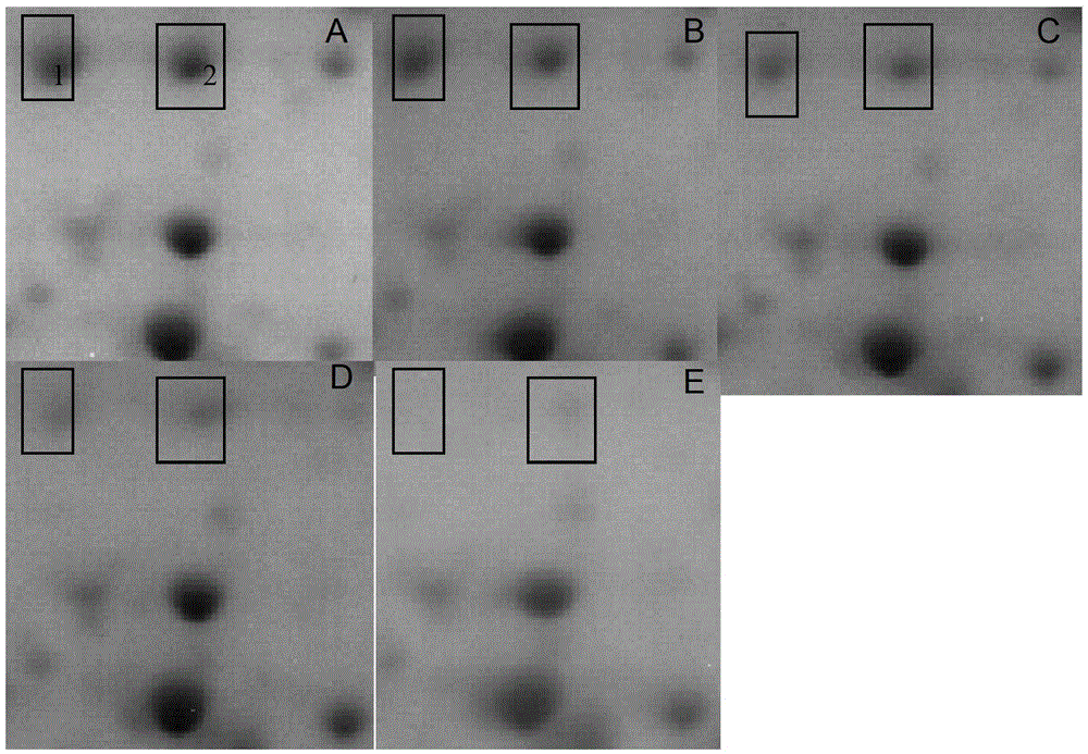 Method for detecting barley seed purity by two-dimensional electrophoresis technology