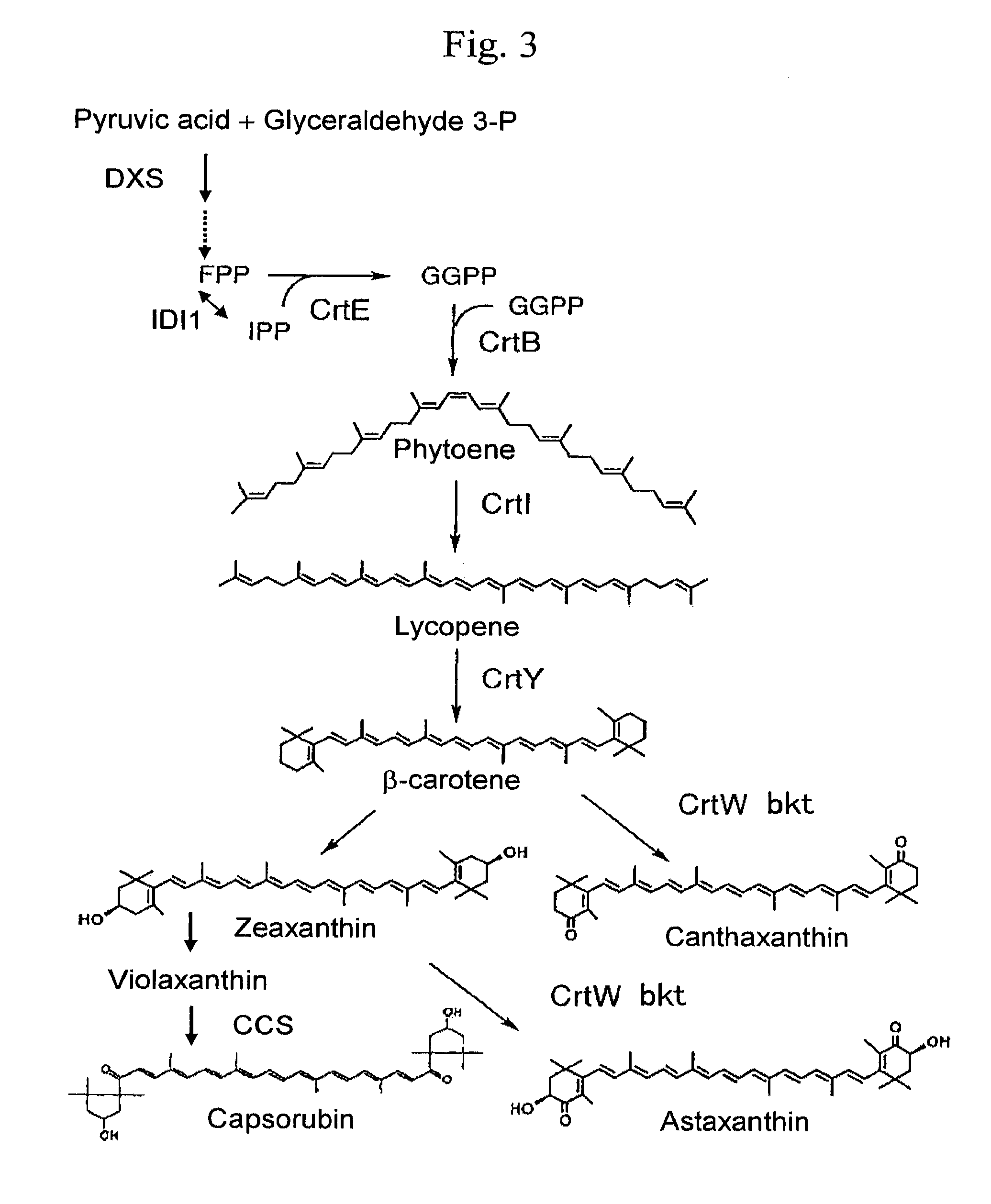 Peptide transporting to chromoplasts in petals and method of constructing plant having yellowish petals by using the same