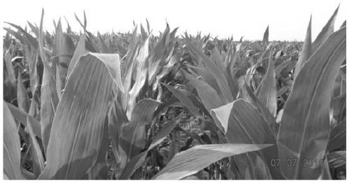 Ecological degradable mulching film used for corn in the Heilongjiang area