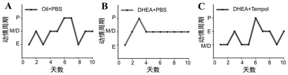 Application of tempol in the preparation of drugs for the treatment of polycystic ovary syndrome