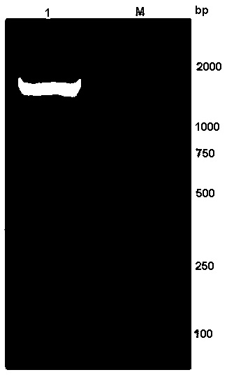 Norovirus RNA fragment-containing pseudoviral particle and preparation method thereof