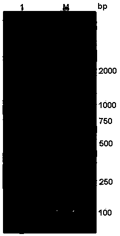 Norovirus RNA fragment-containing pseudoviral particle and preparation method thereof