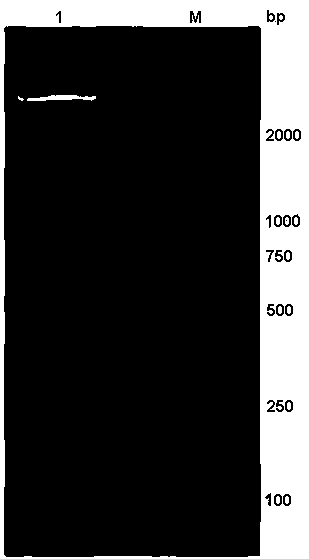 Norovirus RNA fragment-containing pseudoviral particle and preparation method thereof