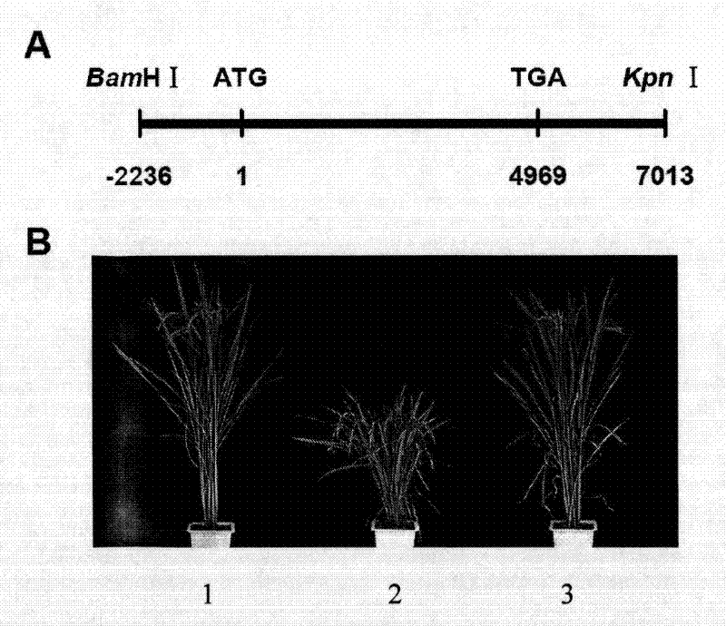 Rice tillering associated protein, encoding gene and use thereof