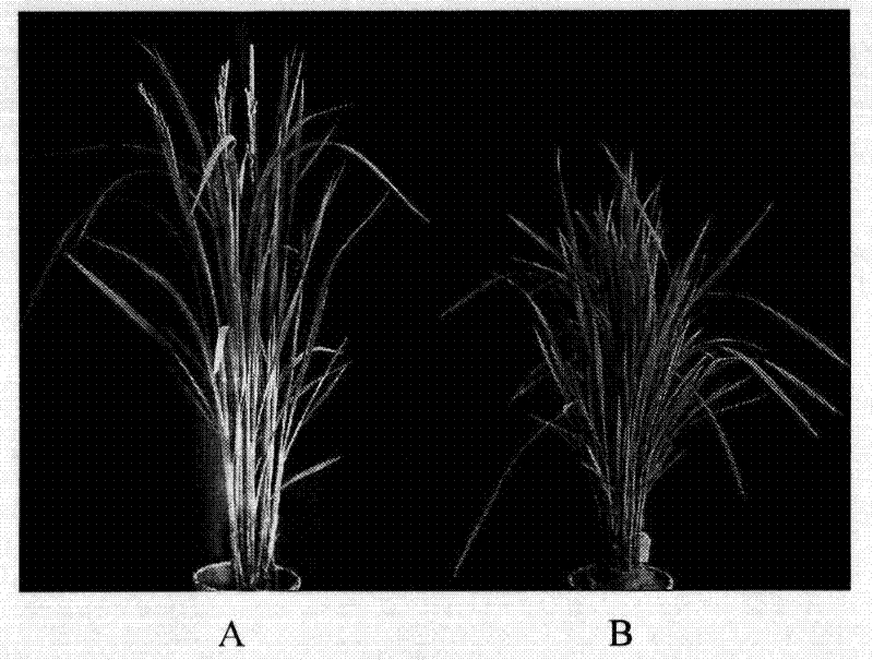 Rice tillering associated protein, encoding gene and use thereof