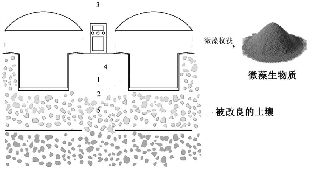 System and method for in-situ improvement of saline-alkali soil by using microalgae