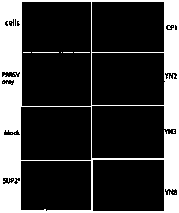 Antisense DNA (Deoxyribose Nucleic Acid) sequence for treating and preventing porcine reproductive and respiratory syndrome and application thereof