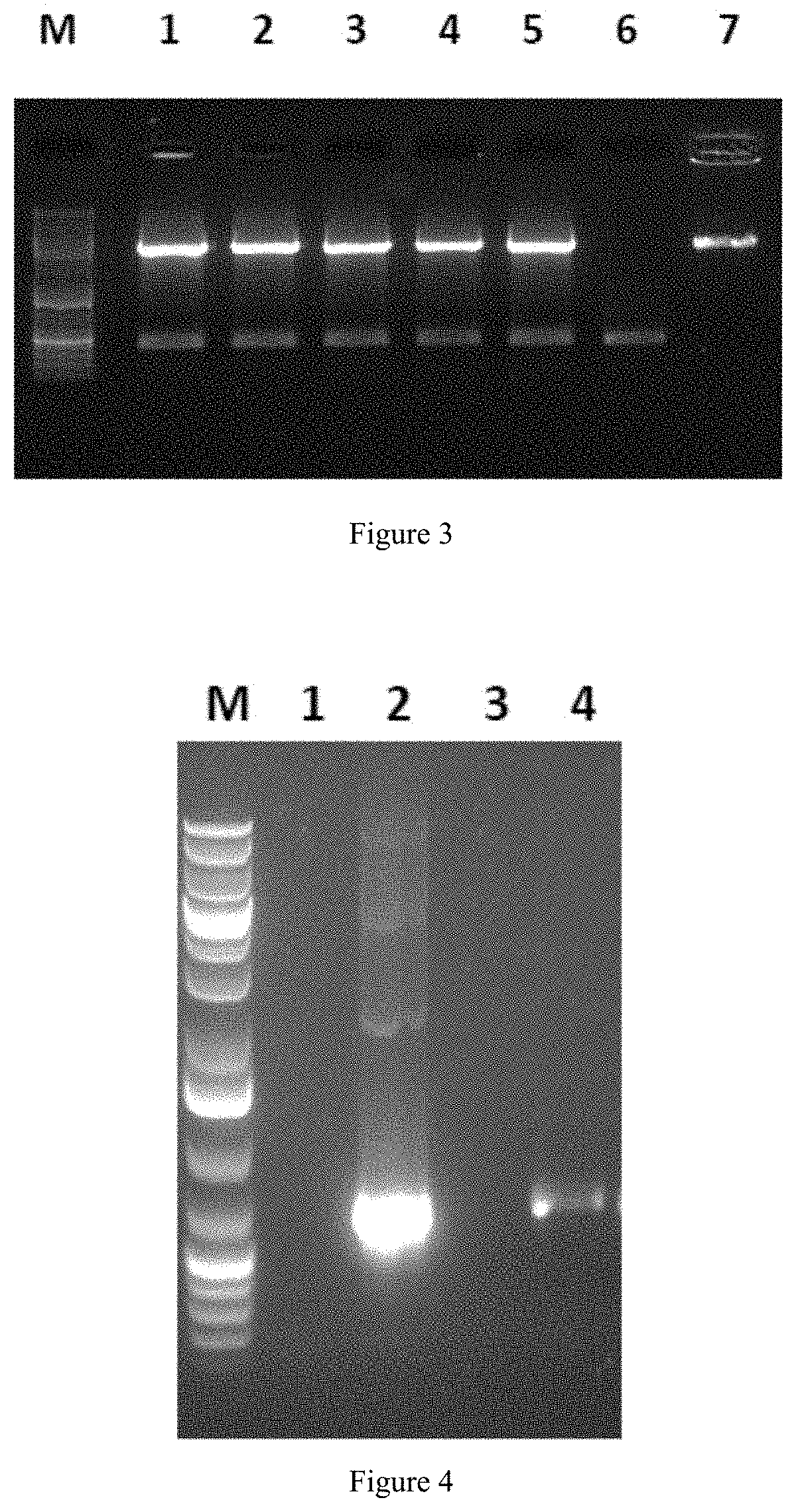 Genetically modified alga, sequences and methods thereof