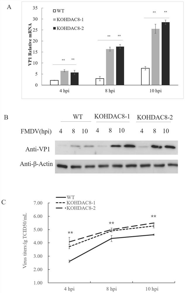 HDAC8 gene knockout BHK-21 cell line as well as construction method and application thereof