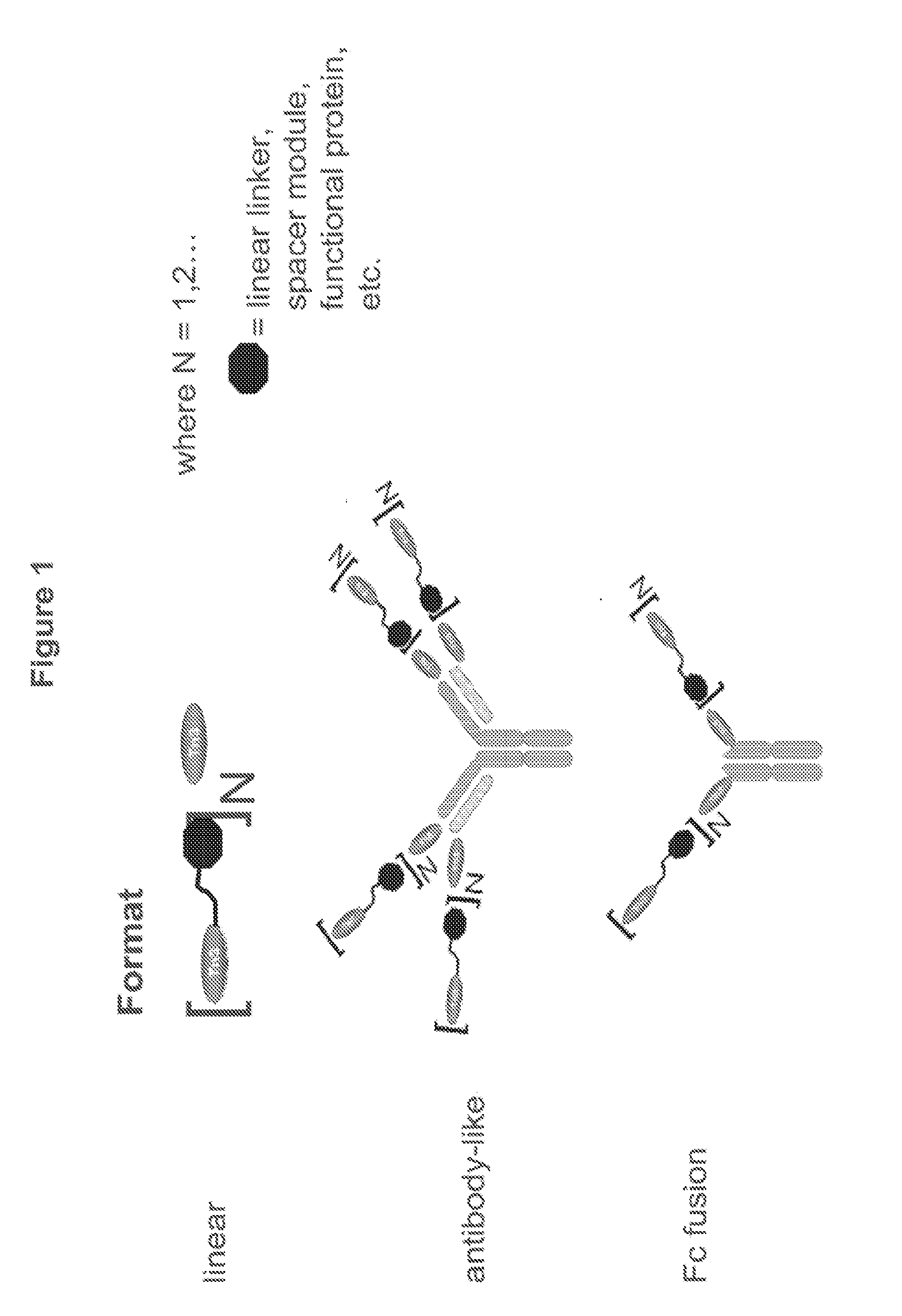 Trail r2-specific multimeric scaffolds