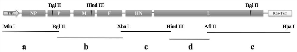 A kind of Newcastle disease virus recombinant vaccine strain of pigeon origin and its construction method and application