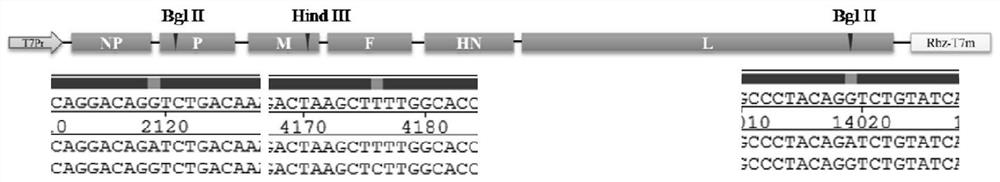 A kind of Newcastle disease virus recombinant vaccine strain of pigeon origin and its construction method and application