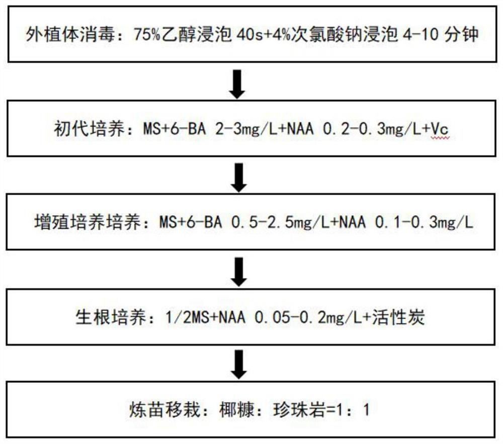 Tissue culture method of edible roses