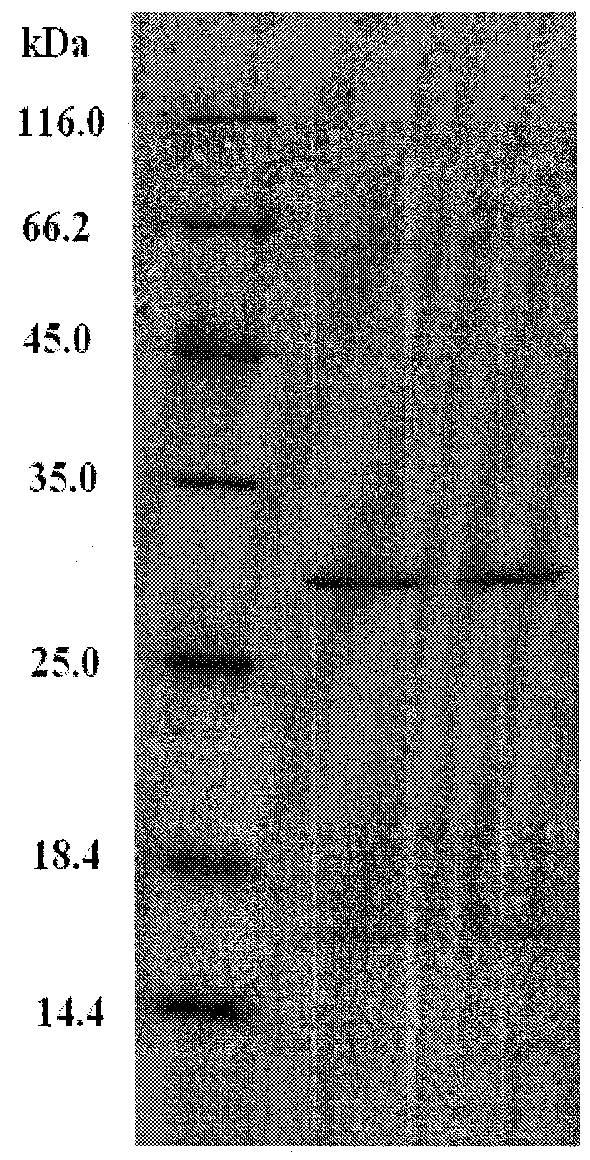 Method for separating lethal toxin protein from cyanea nozakii nematocyst toxin