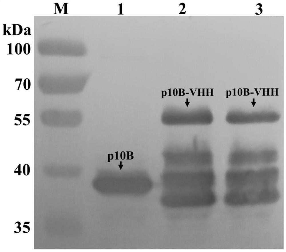 A nanobody molecule targeting dendritic cells and its application