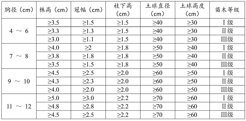 Method for artificially breeding wild machilus kwangtungensis Yang into garden greening tree species