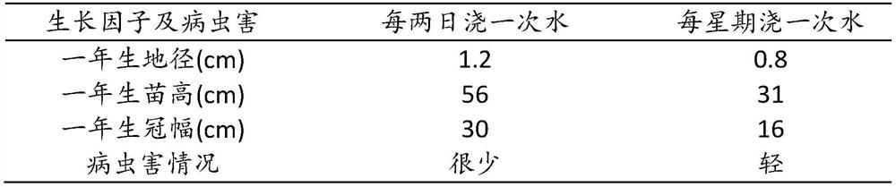 Method for artificially breeding wild machilus kwangtungensis Yang into garden greening tree species