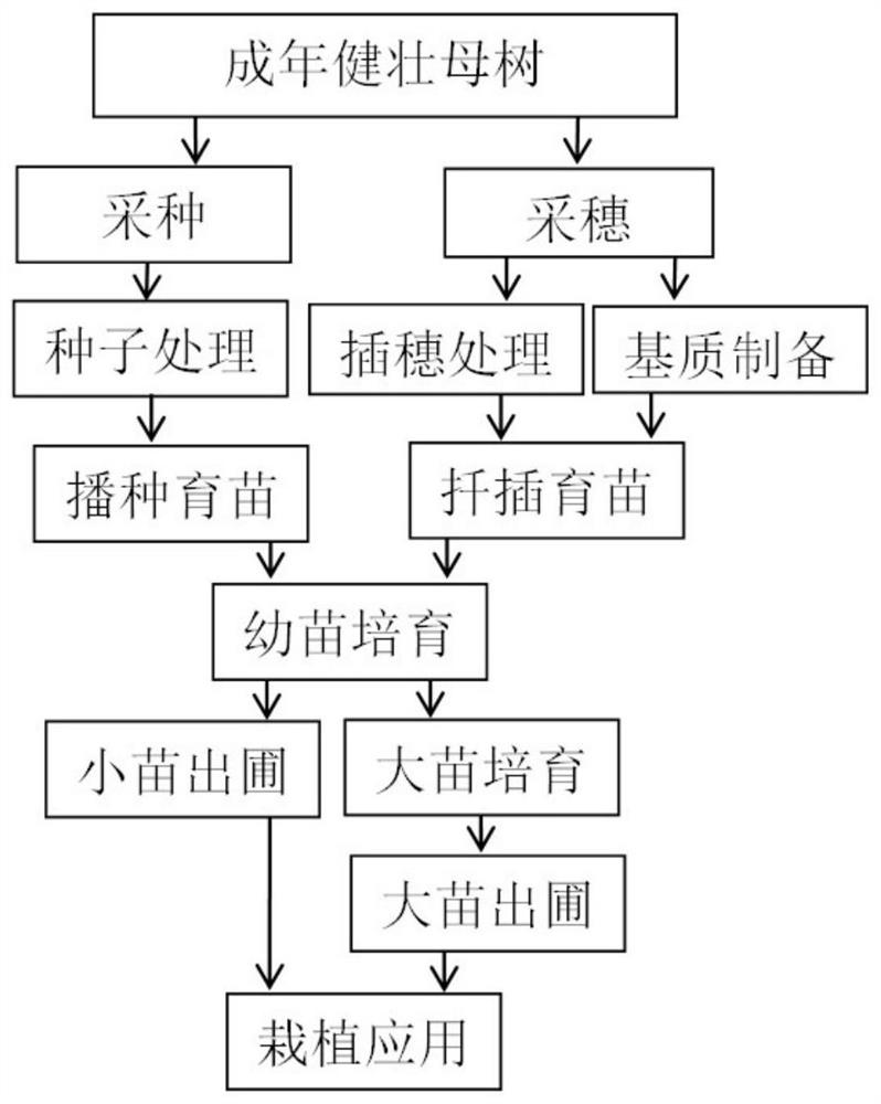 Method for artificially breeding wild machilus kwangtungensis Yang into garden greening tree species