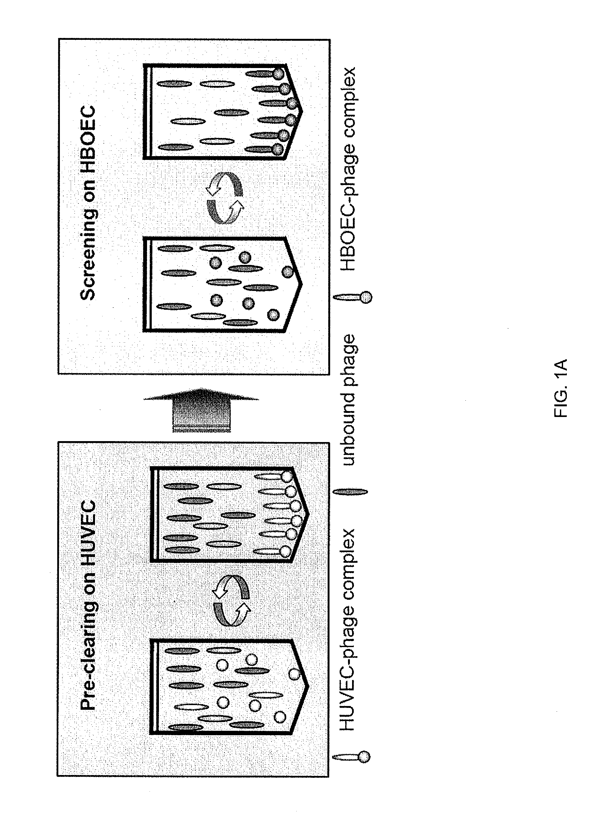 Peptides specific for human blood outgrowth endothelial cells