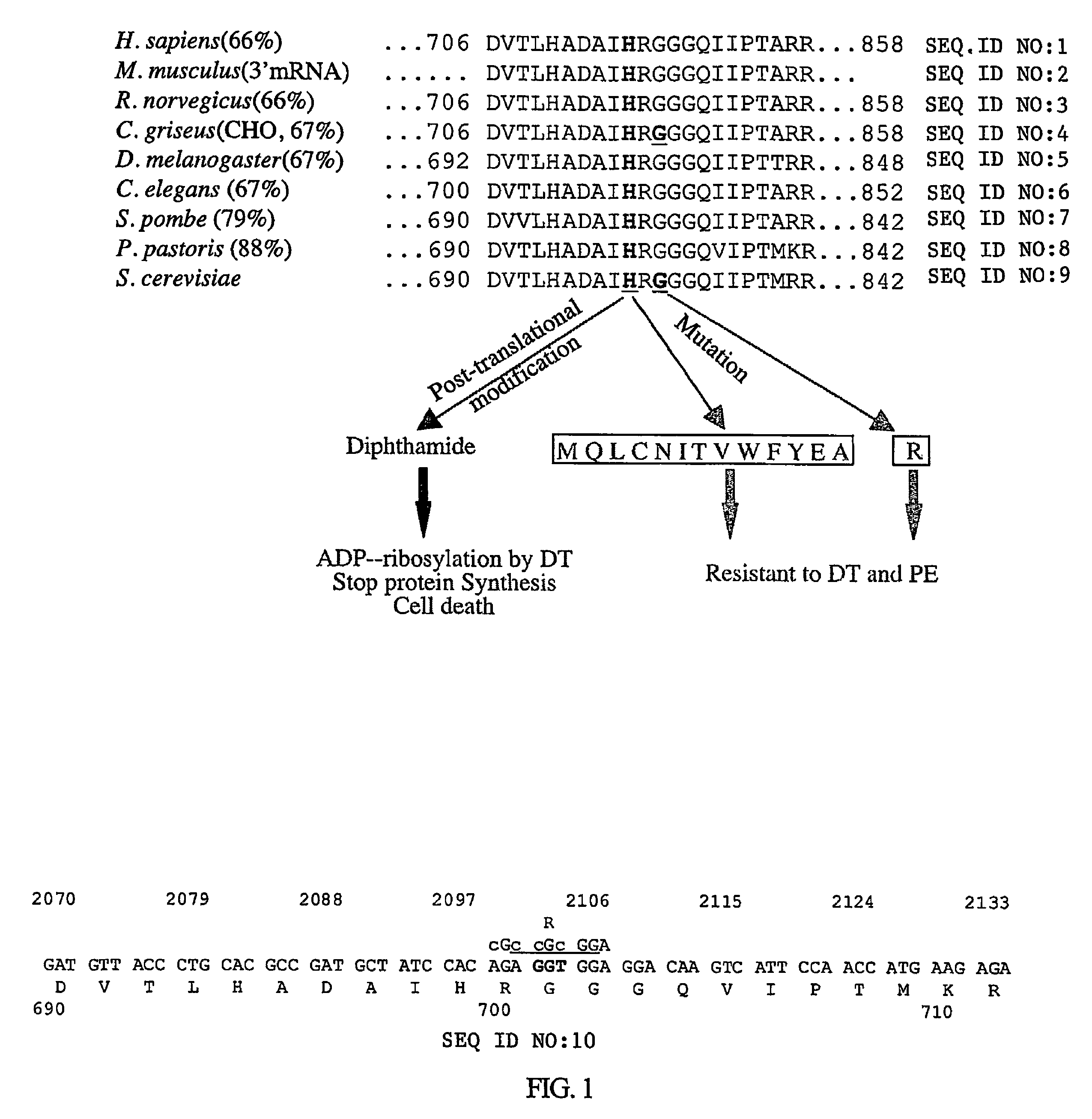 Methods for expression and purification of immunotoxins