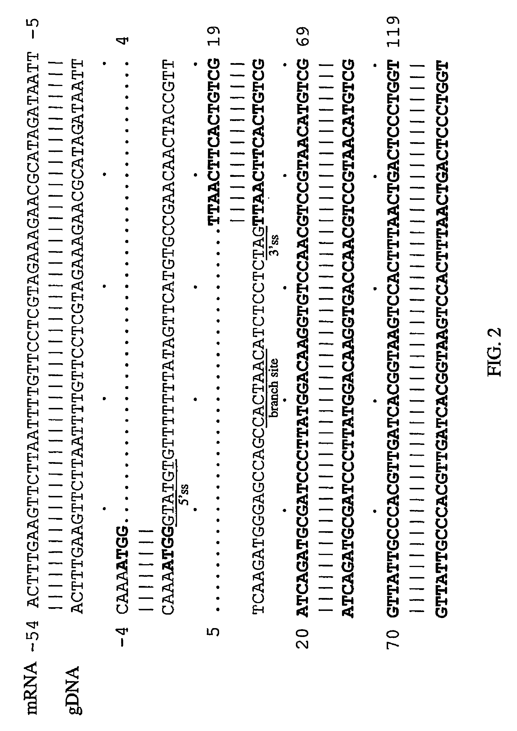 Methods for expression and purification of immunotoxins
