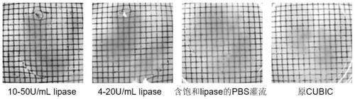 A kind of biological tissue transparent imaging method