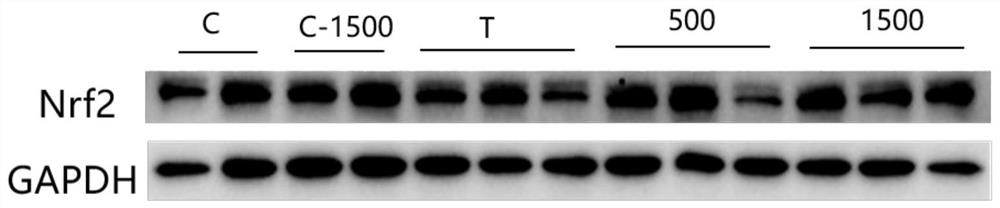 Application of CG dipeptide in the preparation of drugs for the prevention and treatment of acute liver failure