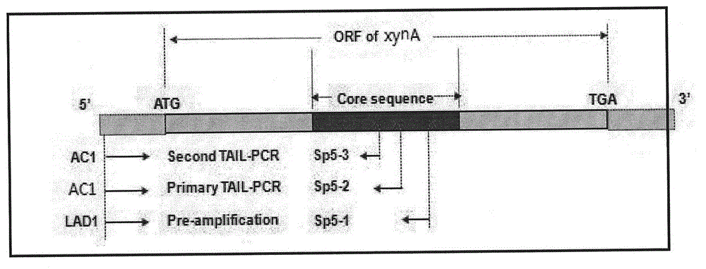 Xylanase gene derived from streptomyces chartreusis and xylanase thereof