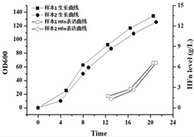 A method for large-scale fermentation of ferritin