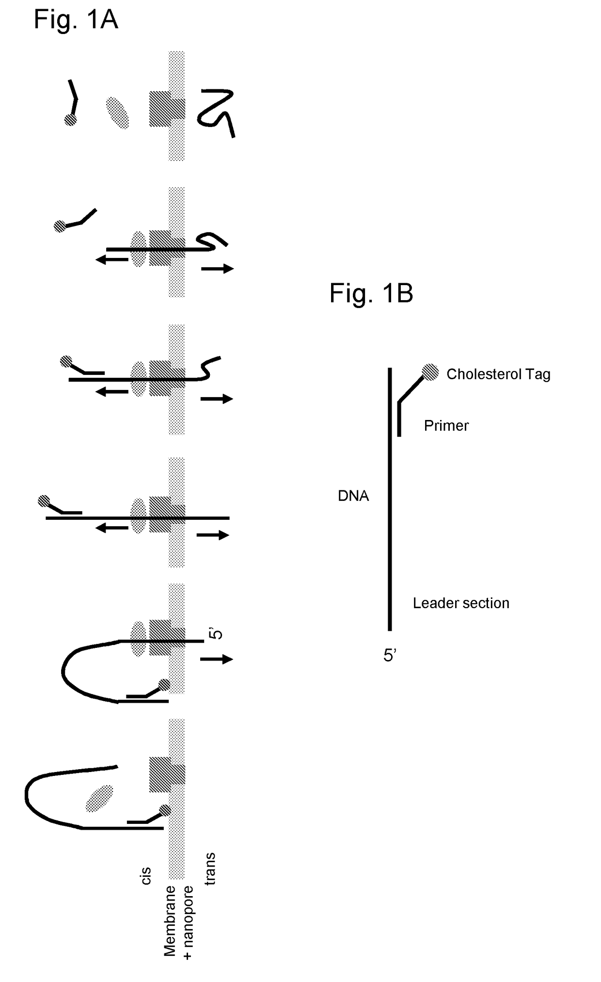 Method for characterising a polynucleotide by using a XPD helicase