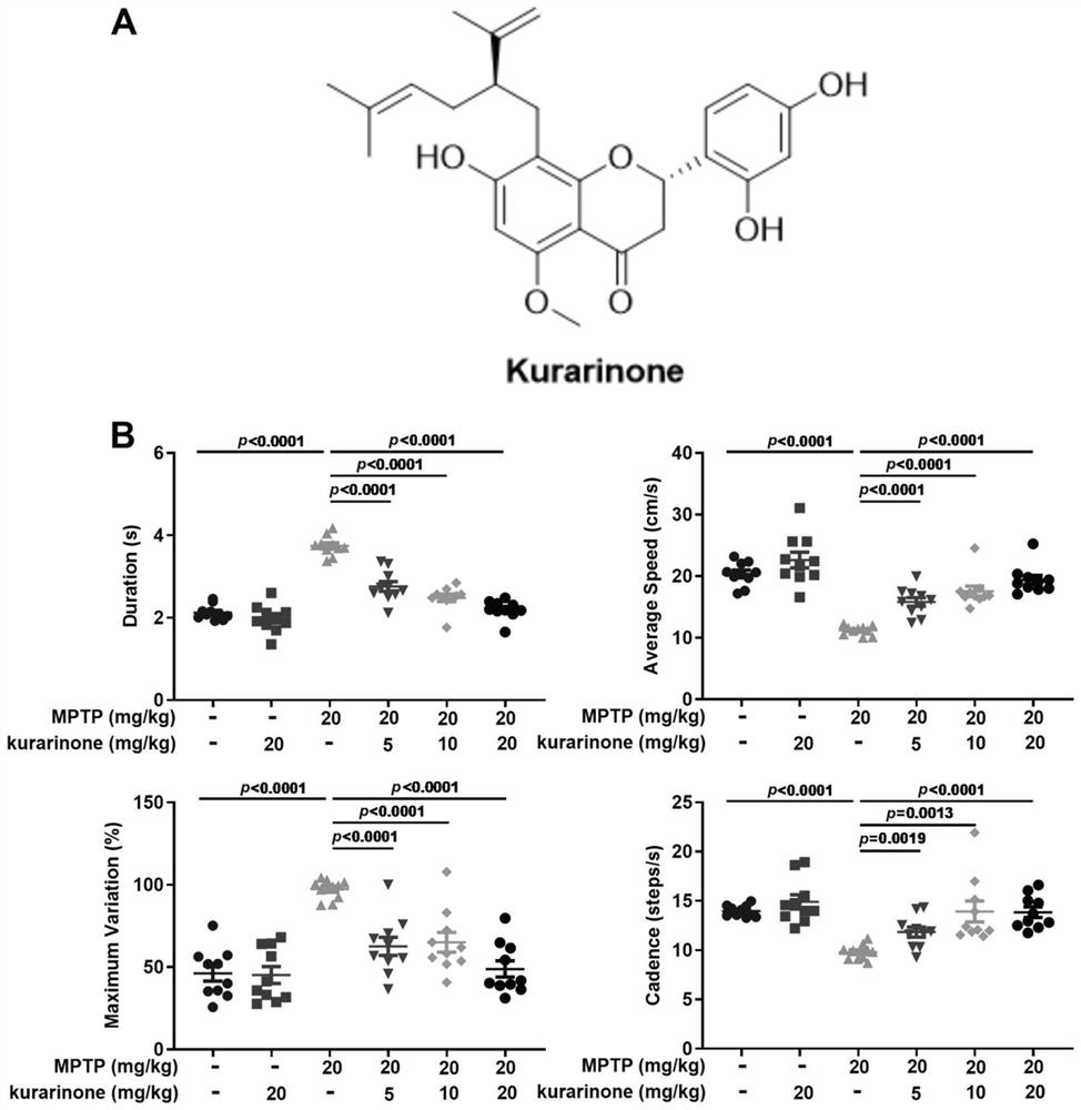 Application of kushenone in preparation of medicine for preventing and treating Parkinson's disease