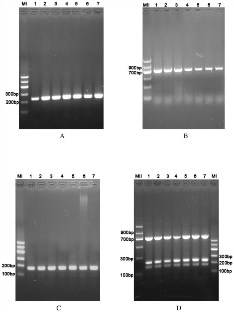 Multiple PCR primers for detecting lily viruses and application of multiple PCR primers in RNA extraction-free rapid detection method of lily viruses