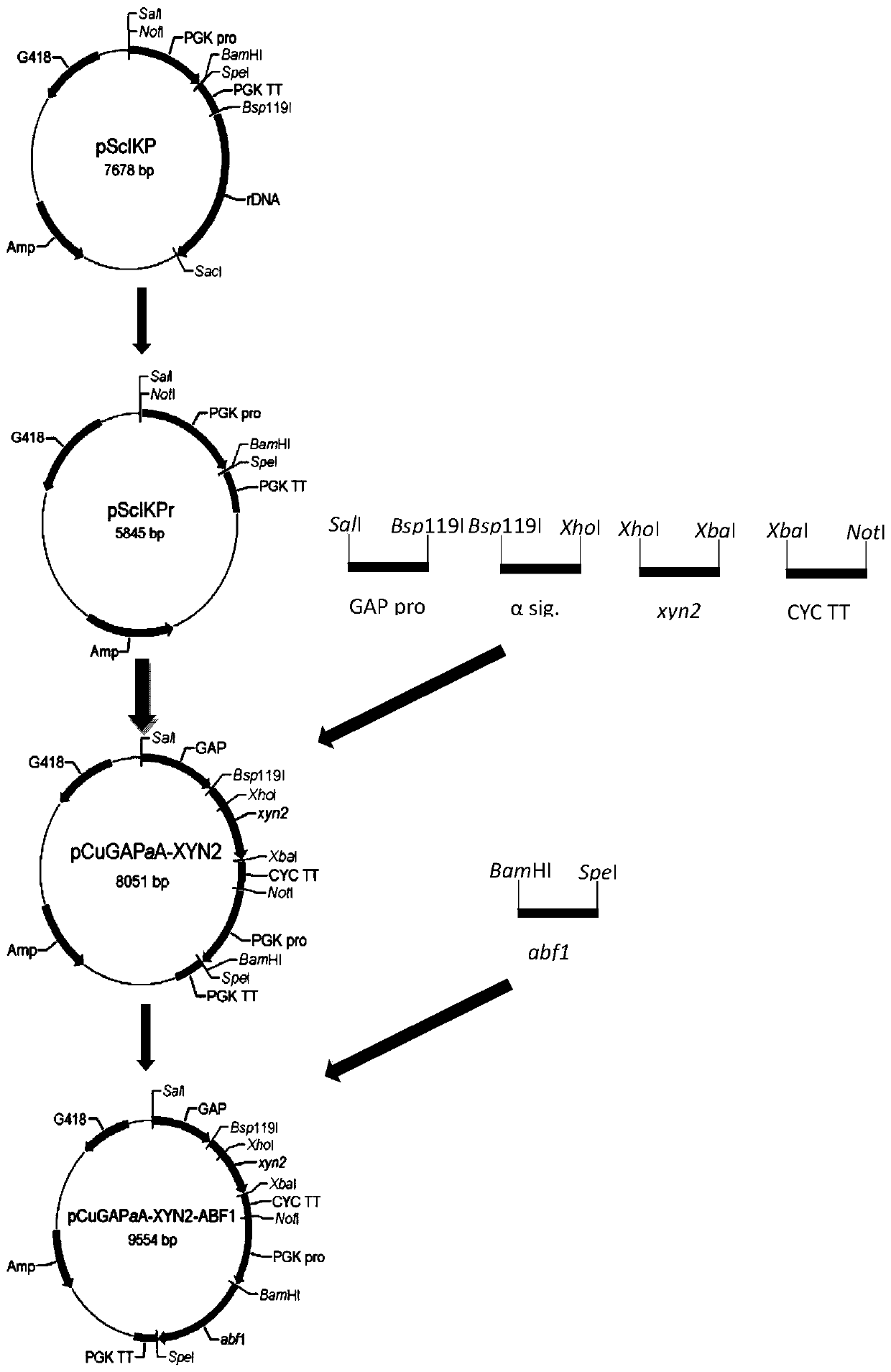 A gene recombinant Candida utilis capable of degrading and utilizing hemicellulose and its application