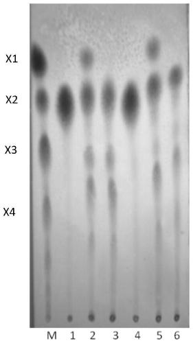 A gene recombinant Candida utilis capable of degrading and utilizing hemicellulose and its application