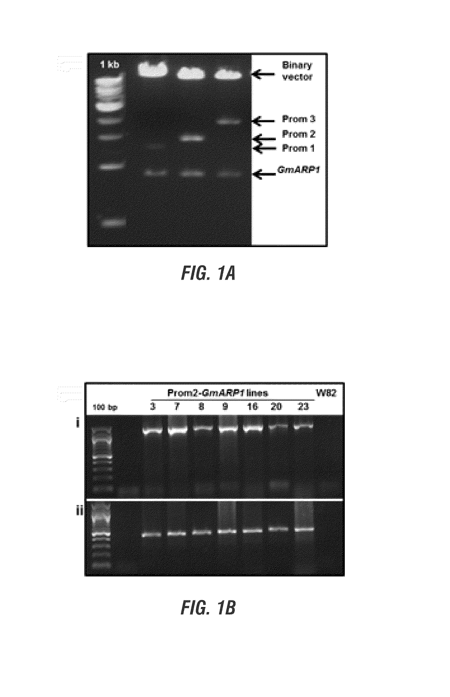 Glycine max resistance gene(s) and use thereof to engineer plants with broad-spectrum resistance to fungal pathogens and pests