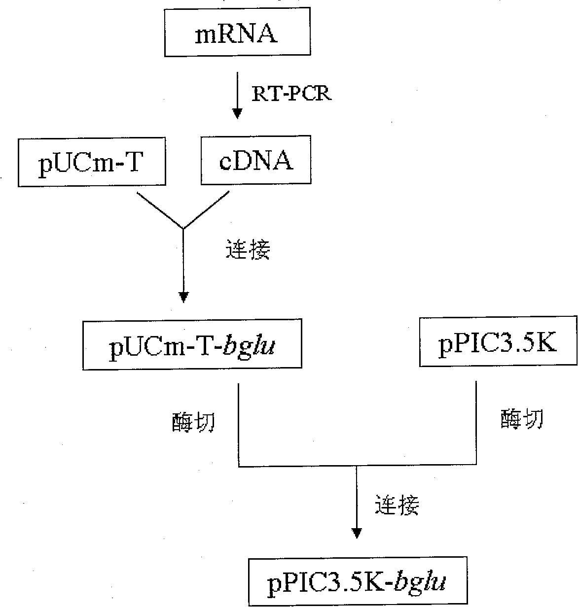 Preparation method for recombination strains for generating Beta glucosaccharase