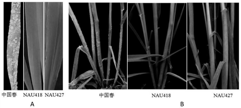 Molecular marker linked to wheat disease resistance gene pm21 and its application in breeding